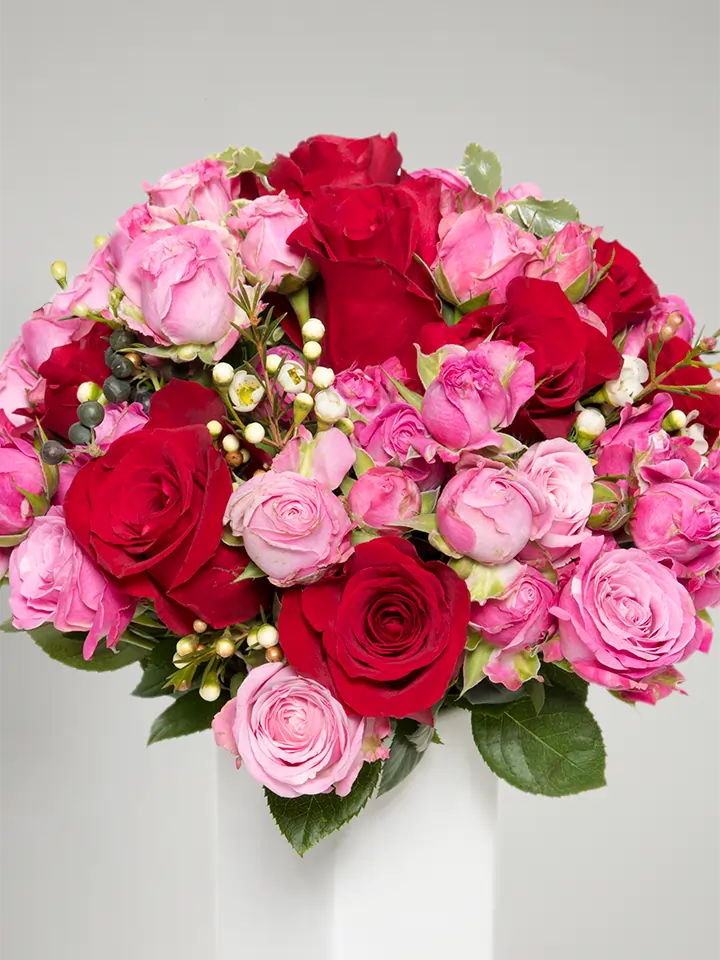 Bouquet compatto di rose rosse e rosa close up